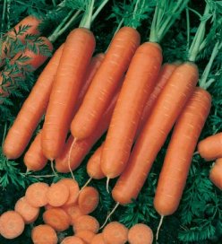 complément : carotte