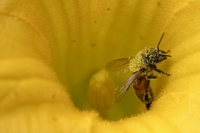 le pollen d'abeilles
