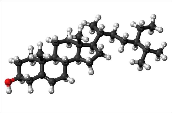 Dossier cholestérol